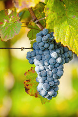 Fototapeta premium Wine grapes