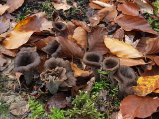 Herbsttrompete, Totentrompete,