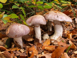 Schleiereule, Pilz