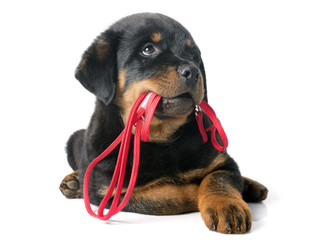 rottweiler and leash © cynoclub