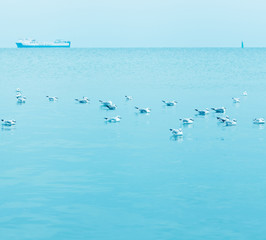 Birds swimming in the sea
