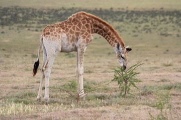 Giraffe isst gebückt