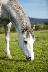 Grey horse 6 years old, eating  fresh green grass on a field