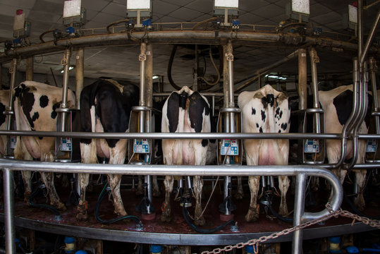 Dairy farm
