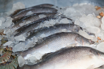 Fresh-caught sea fish on a counter in the fish market