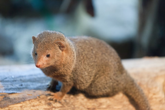 Mongoose