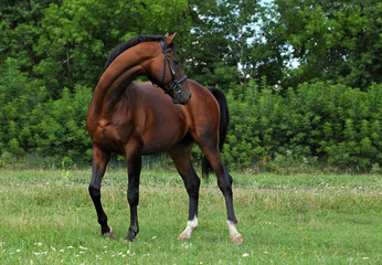 Obraz na płótnie Canvas Warmblood stallion standing on pasturage