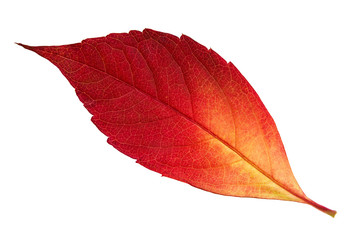 Close up of autumn leaf isolated on white background