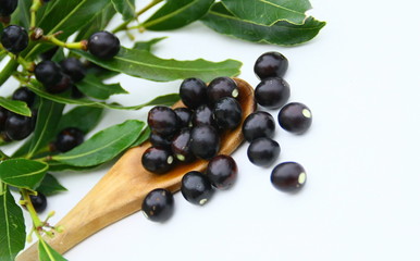 laurier plante aromatique  et ses fruits sur fond blanc