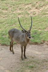Waterbuck