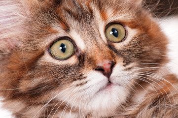 Portrait of kitten