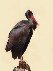 Black stork (Ciconia nigra)