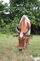 brown cow eating in the field