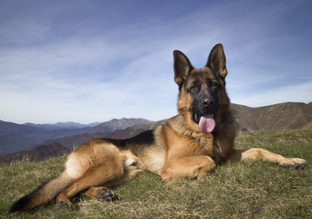 German shepherd