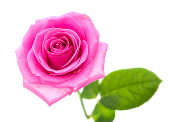 pink rose isolated