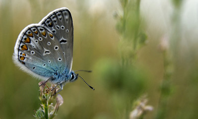 Bläuling
