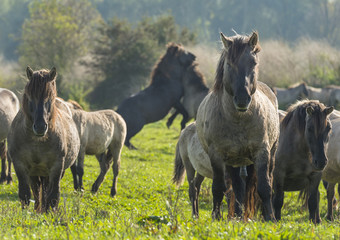 Naklejka na ściany i meble Wild Konik horses in a meadow at fall