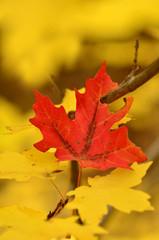 Autumn Leaves with One Red Leaf