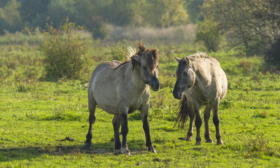 Wild Konik horses in a meadow at fall © Naj