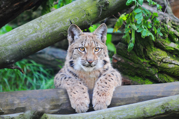 Eurasian lynx