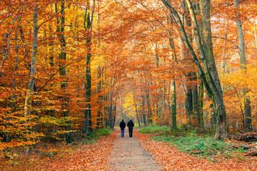 Colorful autumn park