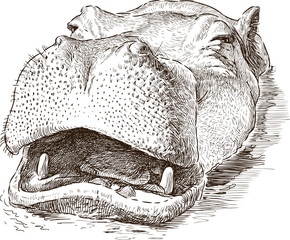 behemoth in the water