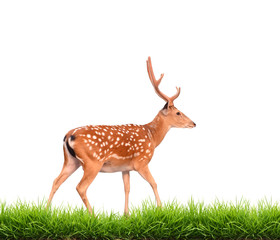 Naklejka na ściany i meble sika deer with green grass isolated