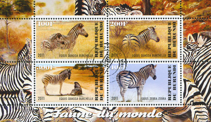 zebra