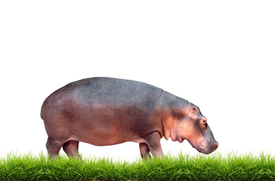 hippopotamus with green grass isolated