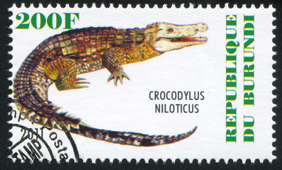 Crocodile