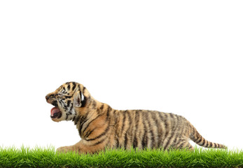 baby bangal tiger with green grass isolated