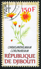 Garland chrysanthemum