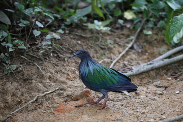 ptak z Azji © Rochu_2008