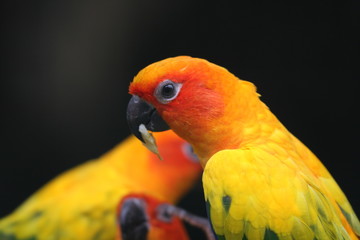 Papugi egzotyczne © Rochu_2008