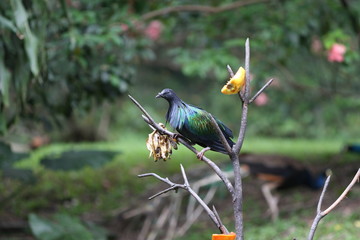 Egzotyczny ptak © Rochu_2008