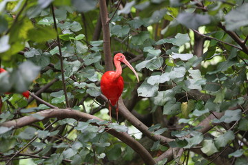 Szkarłatny ibis © Rochu_2008