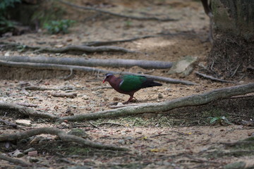 Azjatycki gołąb © Rochu_2008