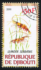 Palaemon serratus