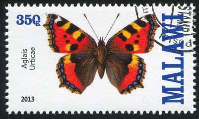 butterfly