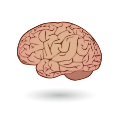 Brain illustration