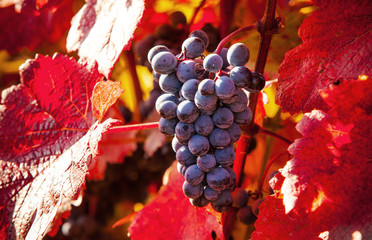 Wine grapes