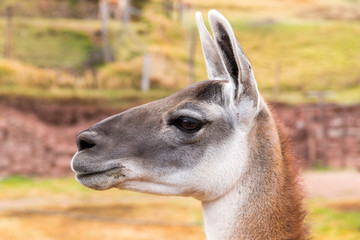 Peruvian  Llama. Farm of llama,alpaca,Vicuna in Peru