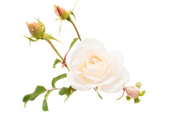 white rose isolated