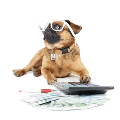 Dog Breed Small Brabant Accountant