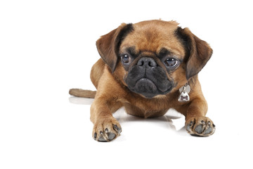Petit Brabant on a white background in studio