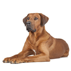Obraz premium Rhodesian Ridgeback portrait
