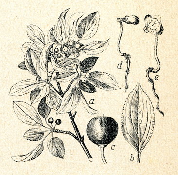 Buckthorn (Rhamnus cathartica)