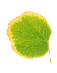 Fototapeta na wymiar Autumn linden leaf isolated on a white background
