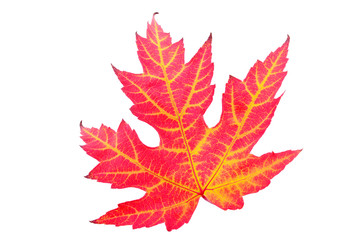 Colorful autumn leaf isolated on a white background