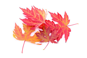 Colorful autumn leaves isolated on a white background